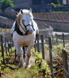 ドメーヌ・ロドルフ・ドゥモジョ　の畑で作業をする馬