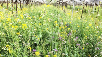 除草剤を使用しない自然の力をいかした畑