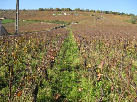 ロマネコンティの畑