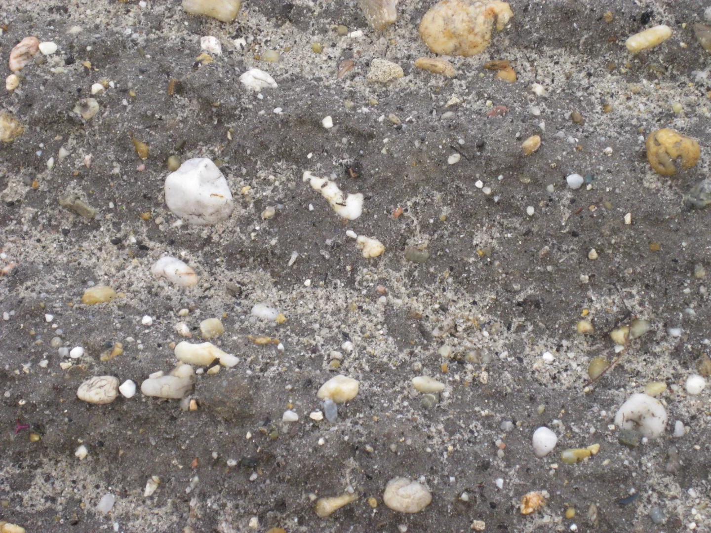 2008-11-05 酒井 浩撮影 シャトー・オー・ブリオンの砂利質土壌（グラーヴ特有の痩せ地）