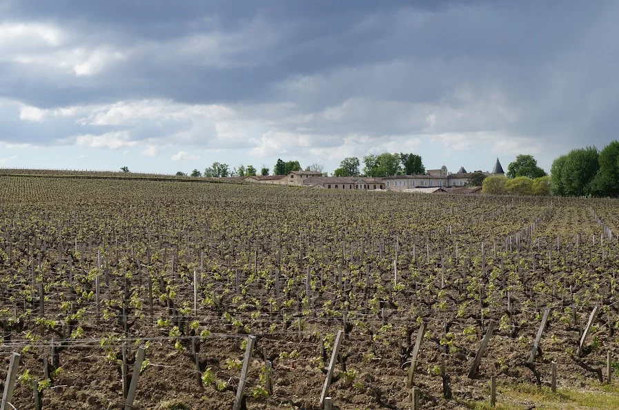 2013-4-28に酒井 浩（プラチナワイン（有限会社デリバリー・ワイン）代表）がポイヤック村の畑で撮影したポイヤック北端の緩やかな砂利質丘陵に広がるシャトー・ラフィットのブドウ畑