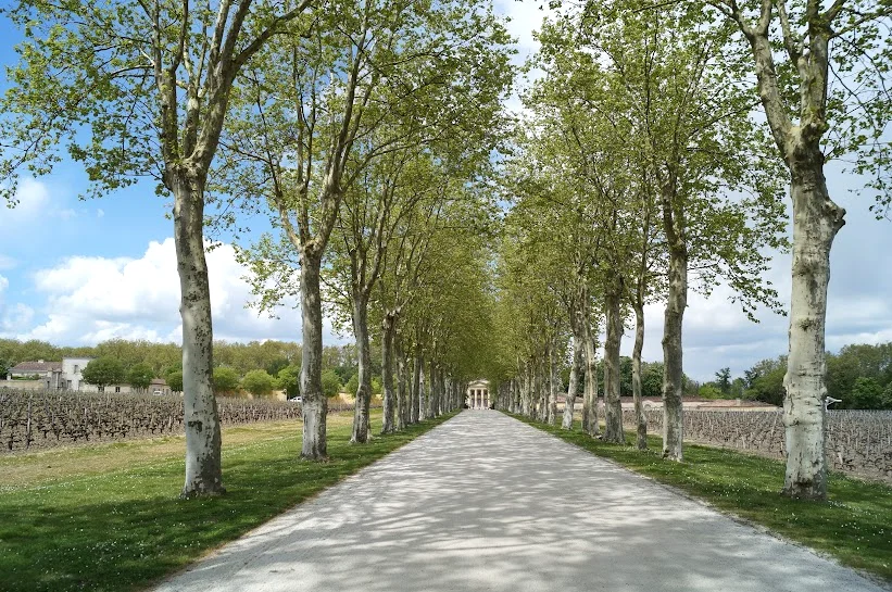 2008-11-6に酒井 浩（プラチナワイン（有限会社デリバリー・ワイン）代表）がボルドー、メドック地区、マルゴー村、シャトー・マルゴーで撮影した公道からシャトー本館へと真っ直ぐに続く、壮麗なプラタナスの並木道。左右にはシャトーを支える広大なブドウ畑が広がり、訪問者はこの道を歩むことで、メドック格付け第1