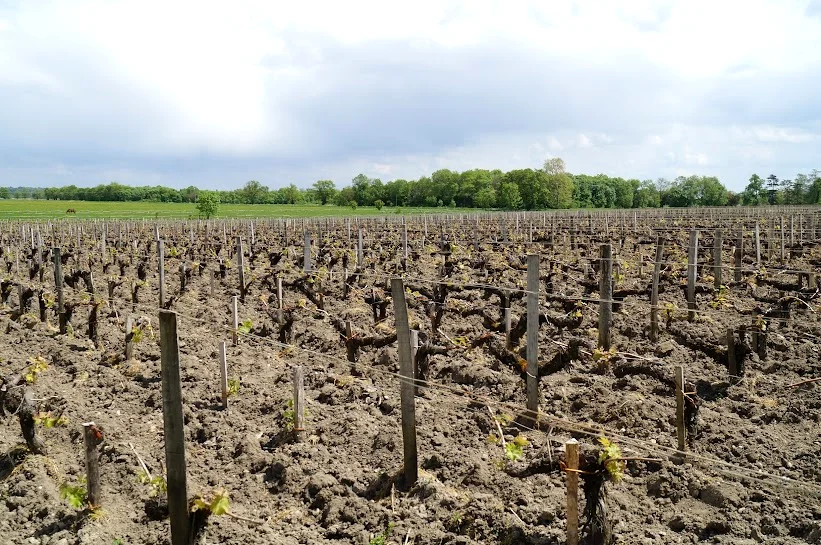 2008-11-6に酒井 浩（プラチナワイン（有限会社デリバリー・ワイン）代表）がボルドー、メドック地区、マルゴー村、シャトー・マルゴーで撮影した水はけに優れたきめ細かな砂利質土壌とシャトー・マルゴーの広大な畑