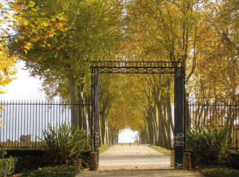 2008-11-6に酒井 浩（プラチナワイン（有限会社デリバリー・ワイン）代表）がボルドー、メドック地区、マルゴー村、シャトー・マルゴーで撮影した象徴的な鉄門の内側から撮影した、公道へと真っ直ぐに伸びるプラタナスの並木道。招かれた者だけが目にすることができる特別なアングルです。